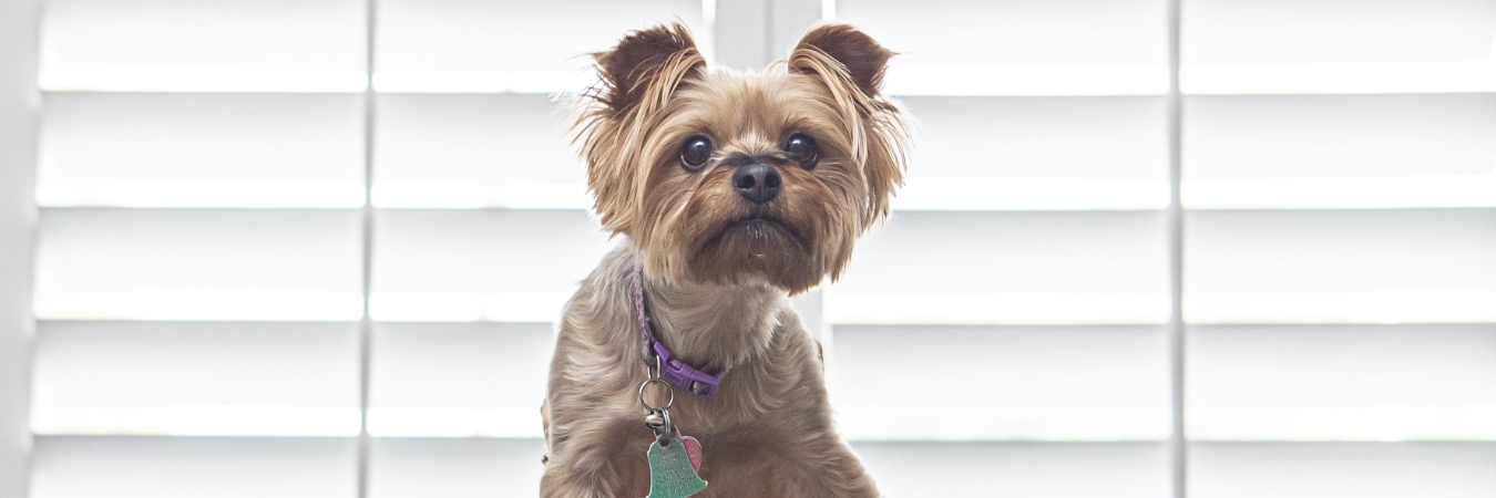 Dog in front of plantation shutters in Miami