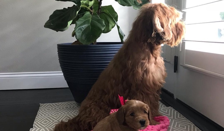 Your windows and doors should have window treatments that even your pets can't destroy. Dogs Looking Out Of Window Treatments